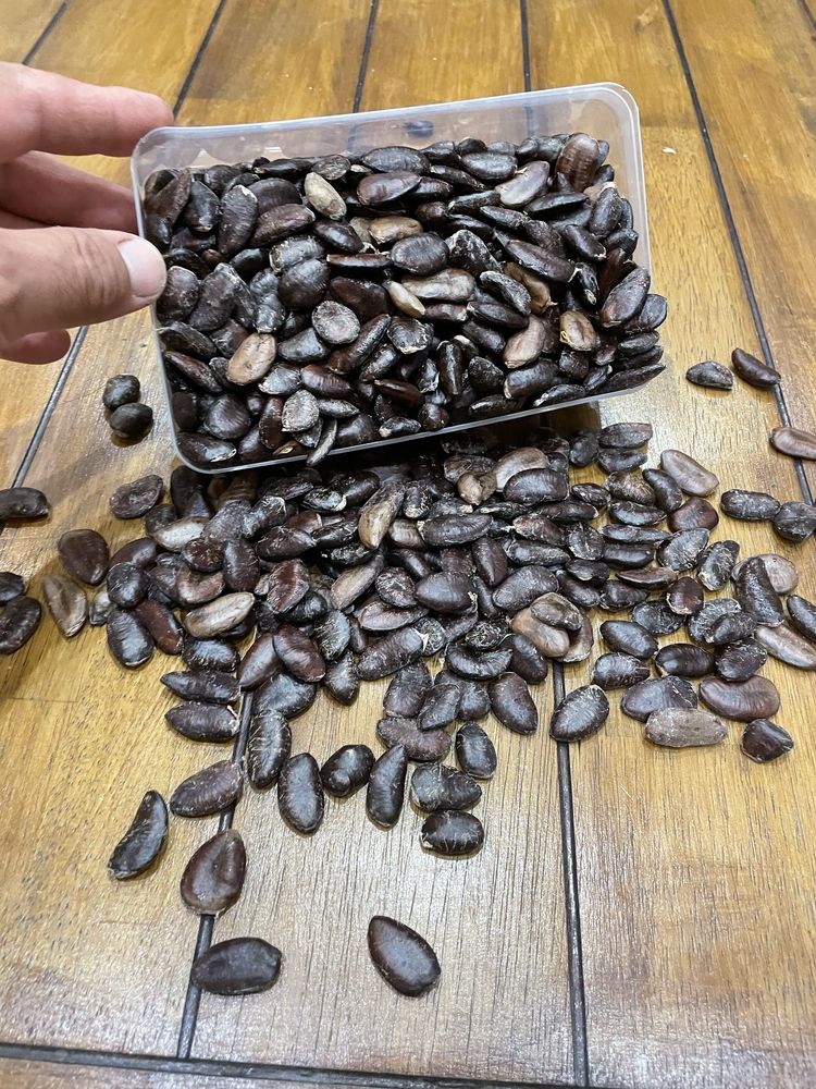 Asimina triloba, American papaw,индиански банан!
