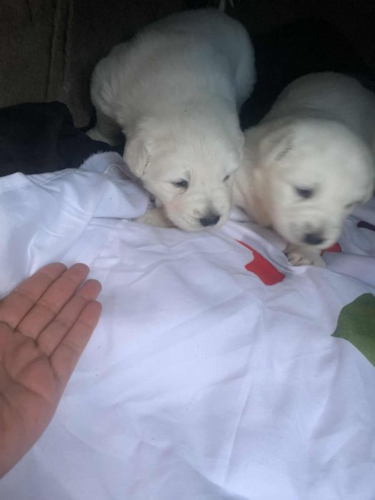 Doi pui superbi de Golden Retriever caută stăpâni iubitori!