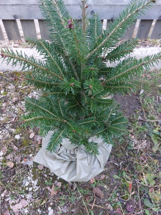 Brazi Abies balsamea cu balot de pamant- calibru 60-80 cm
