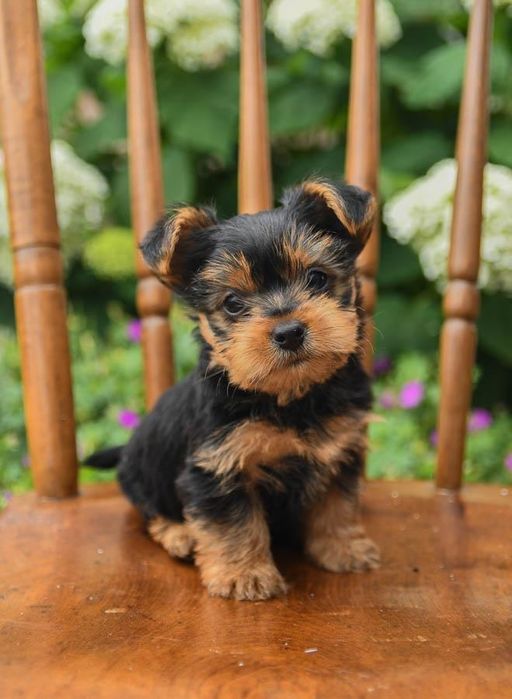 Yorkshire terrier talie mica