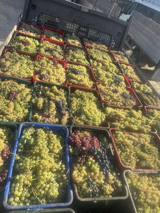 Struguri de vin