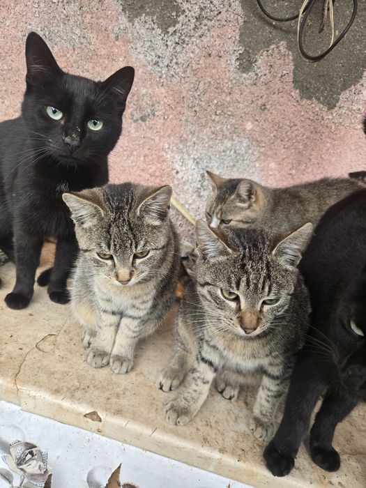 Donez pisici .Am foarte multi. Trebuie sa plec din tara .Detalii la te