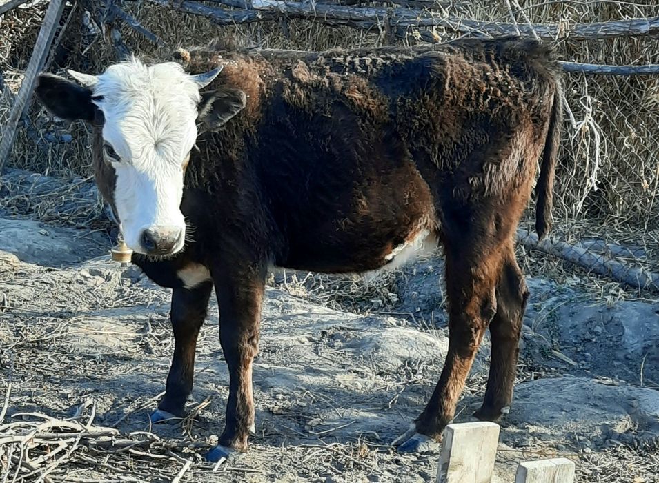 Сиыр сатылады 1,5 жасар Чилик