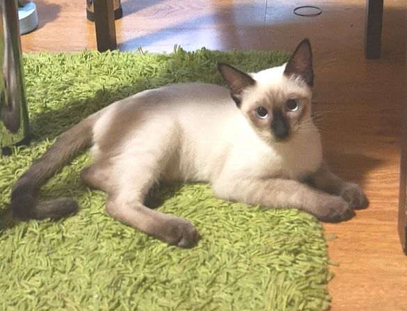 Сиамско женско котенце на 3.5 месяца