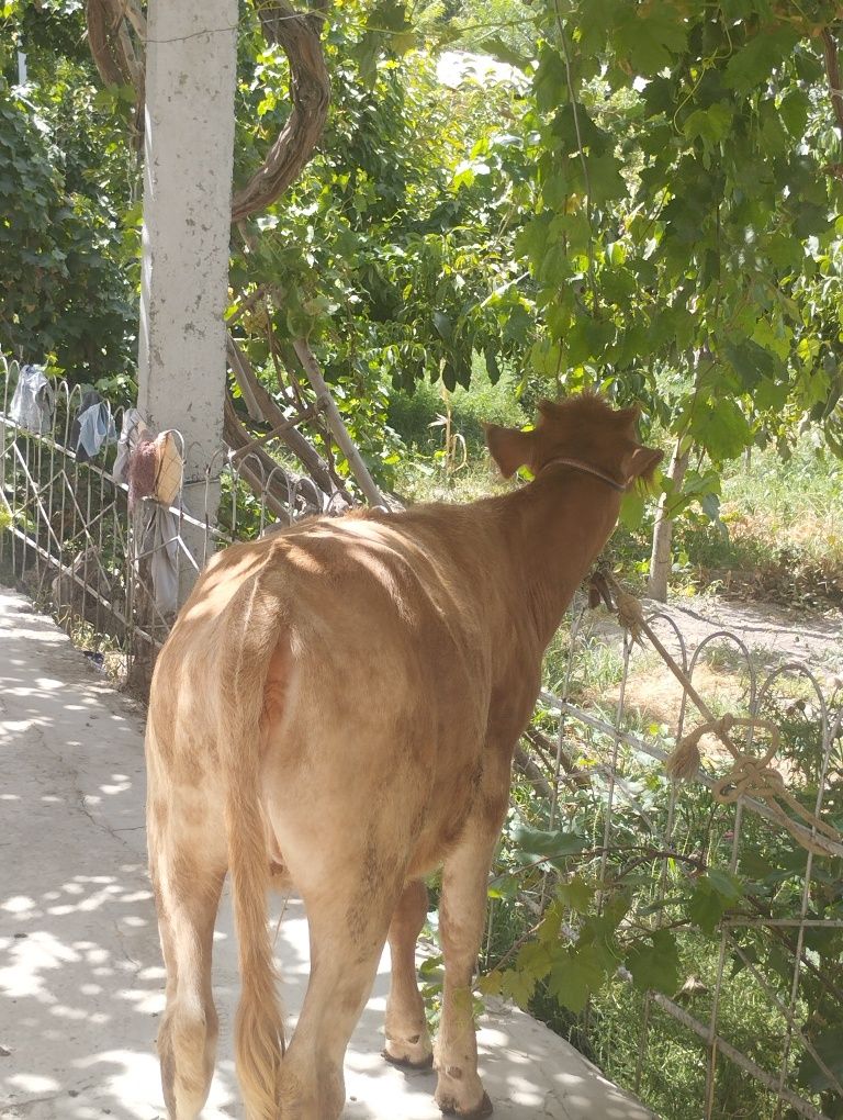 Sutan tuygan 5 oylik gibrit xunojin sotiladi