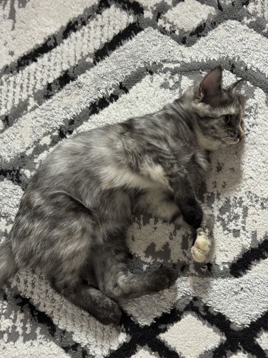 Продам себирьскую кошку