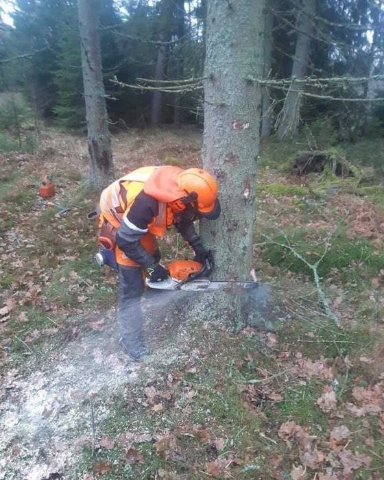 Toaletare, taiere, doborat copaci, arbori sau pomi