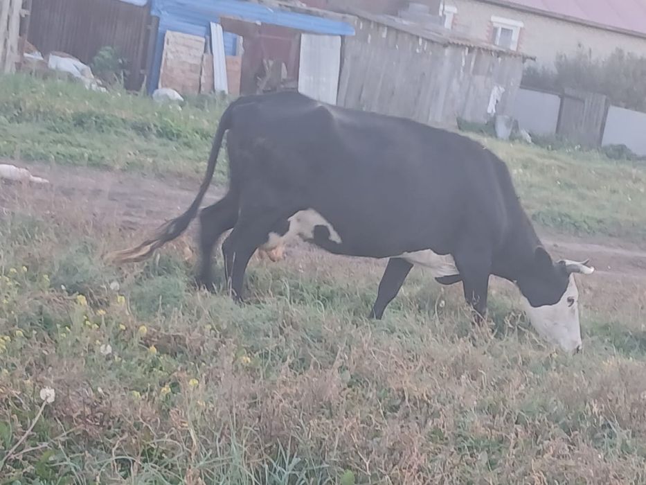 Продам дойную корову белоголовую