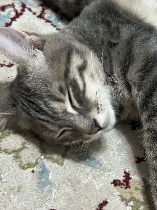 Отдам в хорошие руки