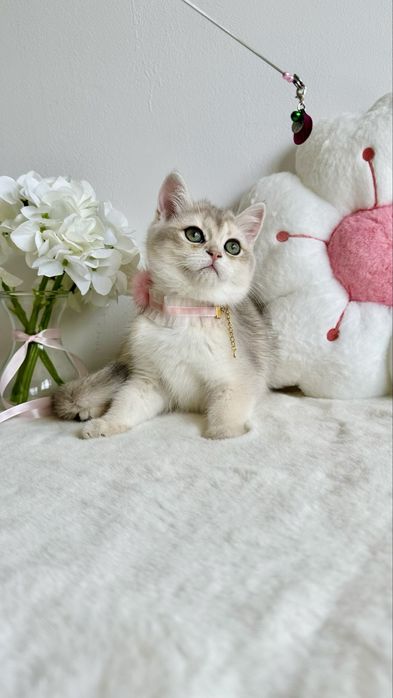 Fetita British Shorthair Chinchilla Blue Golden - Pedigree