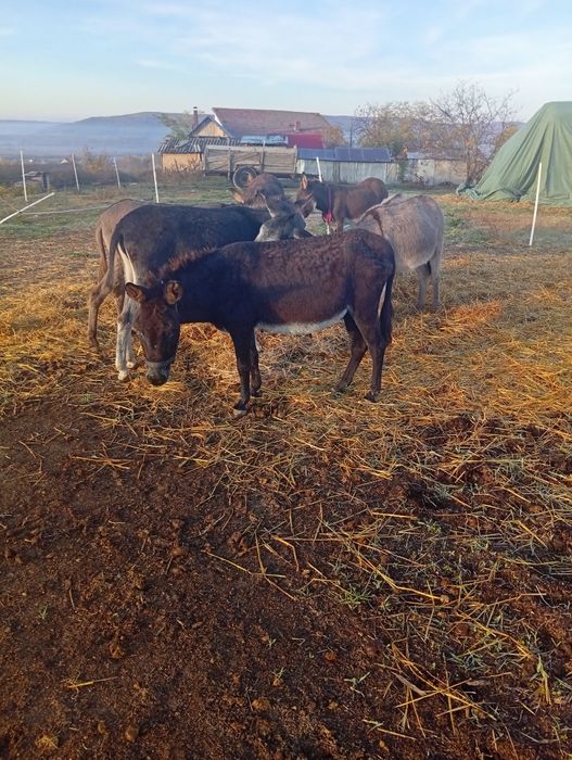 Vând.magarite.cu.pui.vand.si.pui.separat.am.si.magarite..separat.