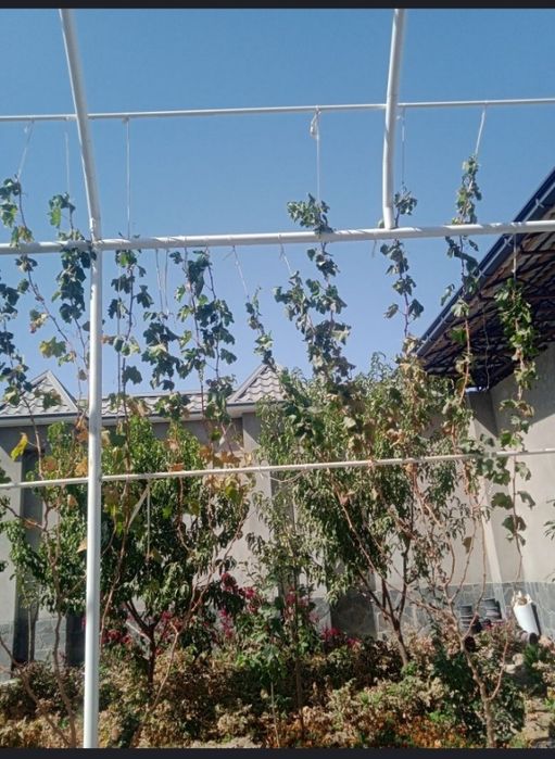 Savdonik tok kesish daraxt kesish