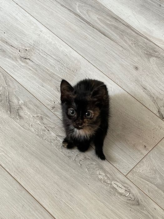 Котенок девочка в добрые руки