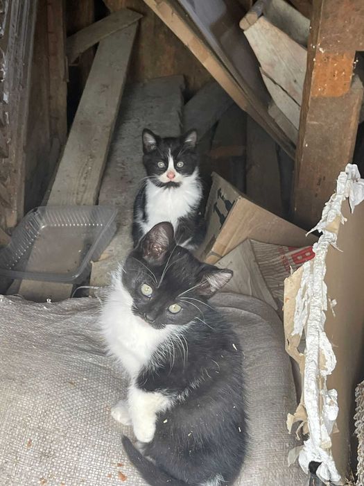 Donez pui de pisica de aproximativ 2 luni