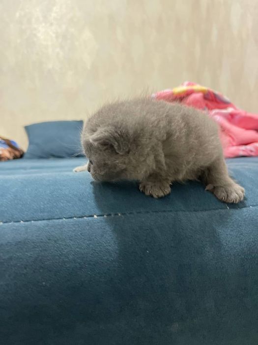 Котенки, порода scottish