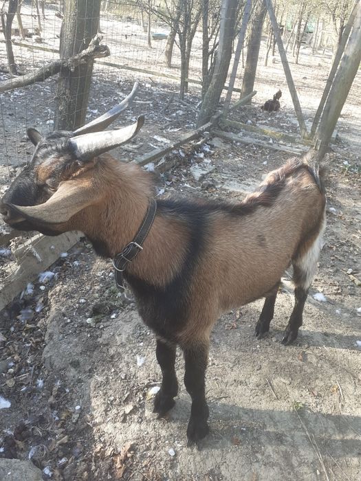 Vand tapisor de 8 luni