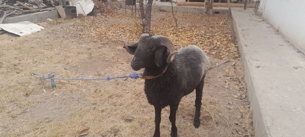 Кучкор кузи сотилади галишамиз