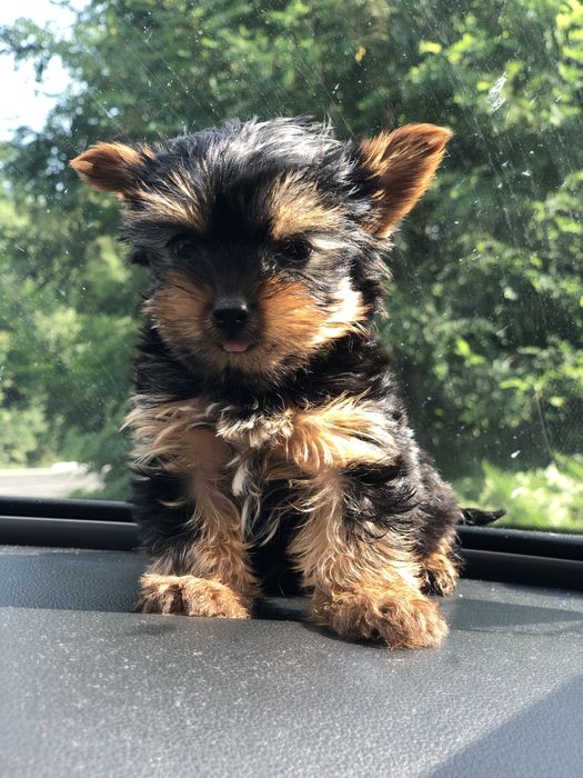 Yorkshire terrier
