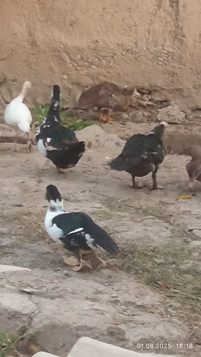 Продаются индоутки на праздничный новогодний стол