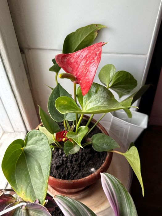 Антурицум- комнатное растение