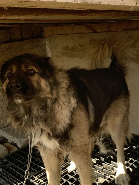 Sabaka ismi bato sabaka juda yuvosh erkag