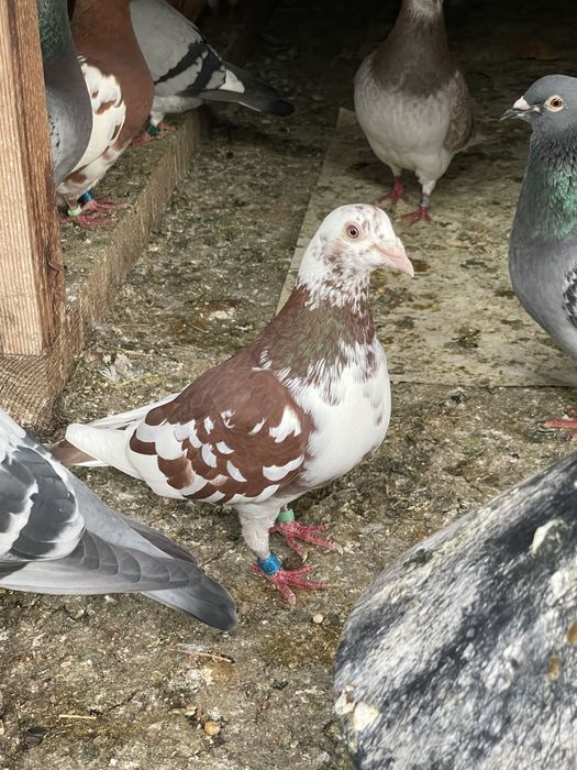 Porumbei voiajori meulemans