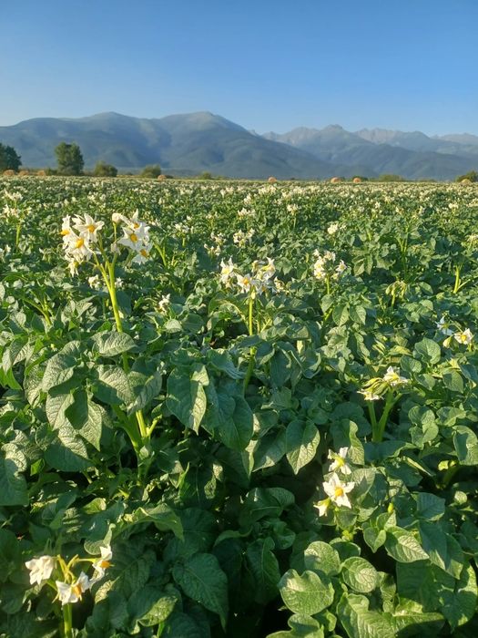 Cartofi sămânță cerificata, din elita, Riviera, Arizona, Bellarosa,