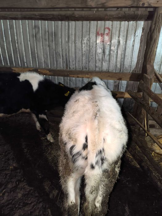 Vând 2 tăurași 3 și 4 luni