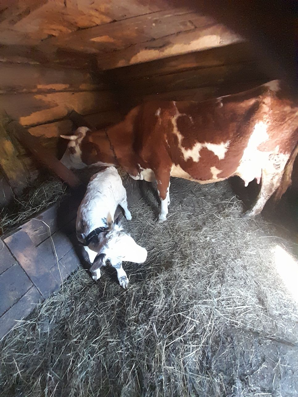 Vând vacă bălțată românească, fătată de o zi,cu vițel belgian.
