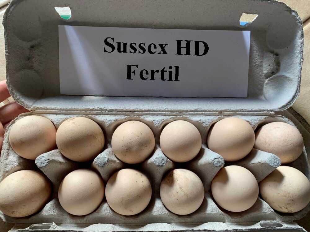 Vand oua pentru incubat pui rasa de gaini Sussex HD herminat deschis