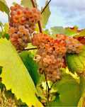 Vând Struguri de vin toate soiurile ofer si transport la domiciliu