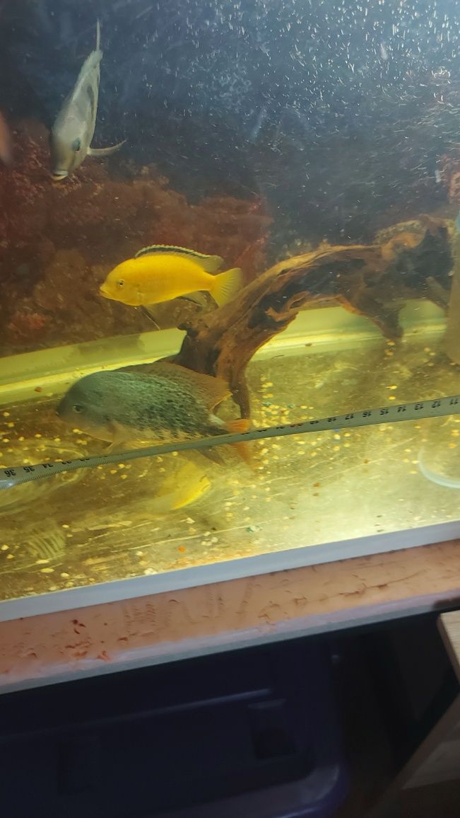 Вьеха гутулатум аквариумная рыба