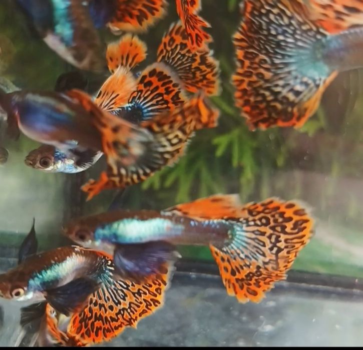 Pești exotici, guppy dumbo platinium mozaicmozaic
