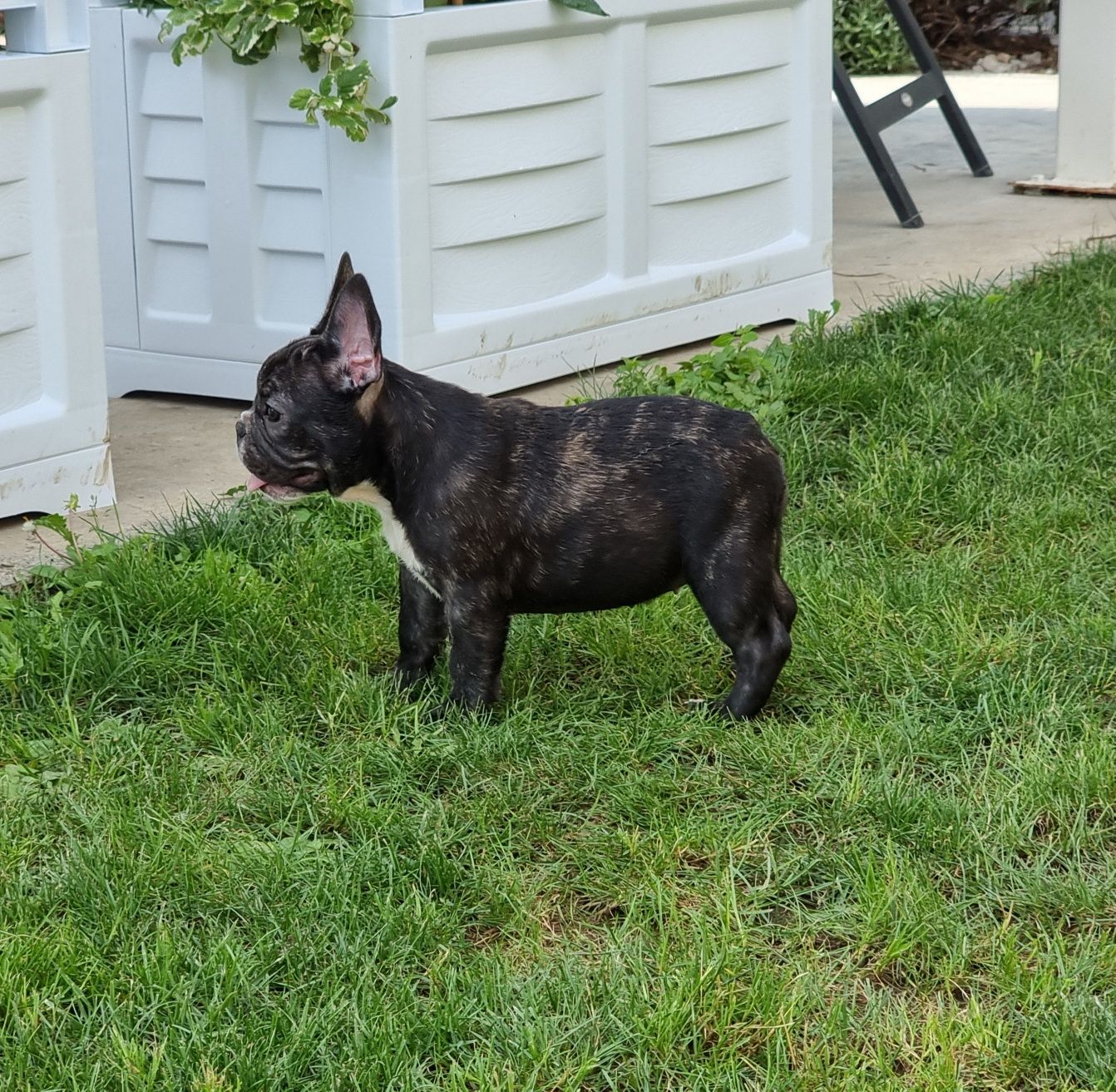 Bulldog francez negru pedigree