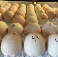 Oua de păun de vânzare