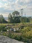 Vând 15 gâște, boboci