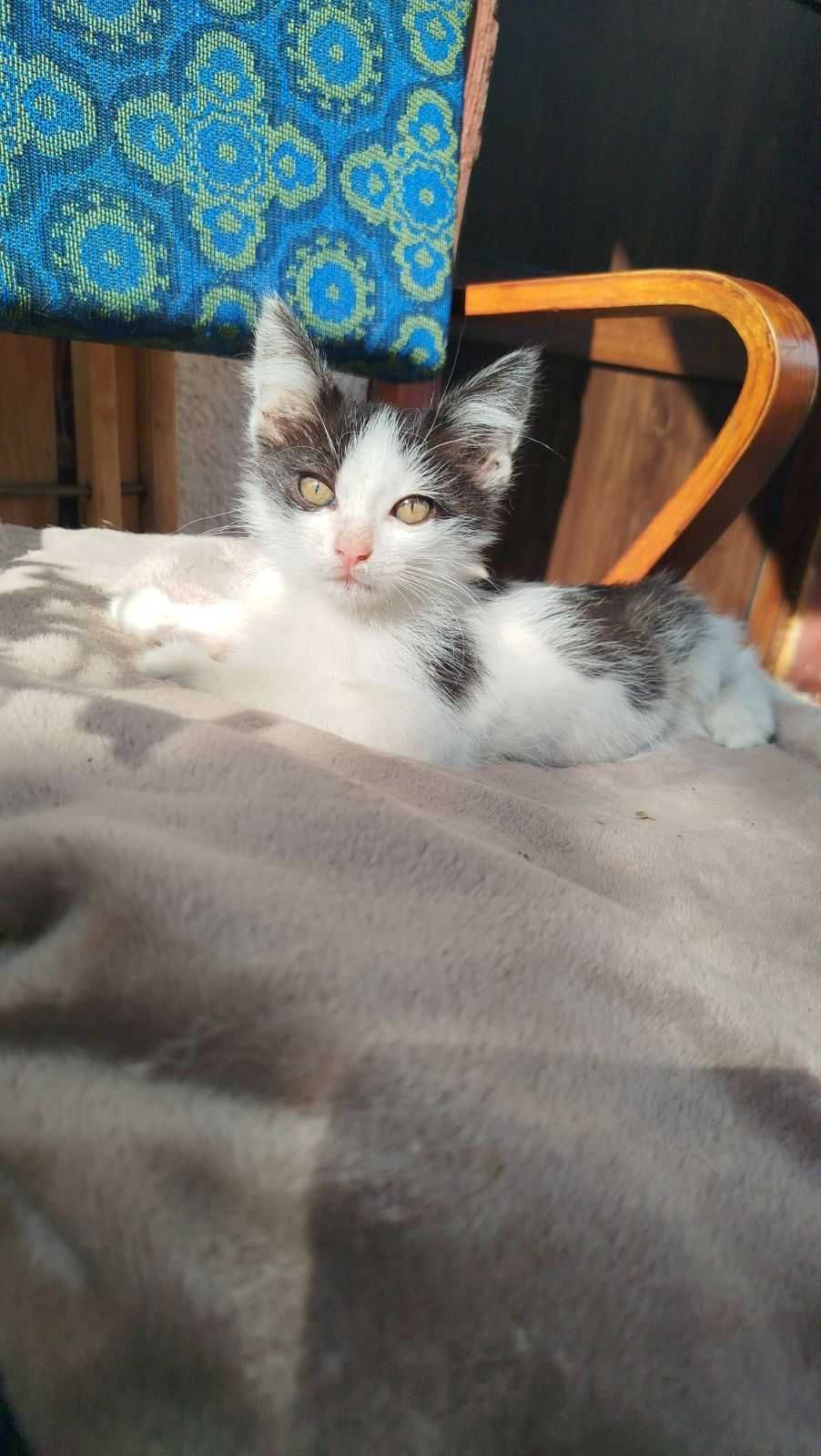 Подарявам котенца