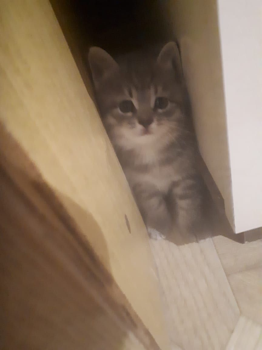 Милые котята ищут своих любящих хозяев