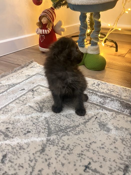 Отдам котенка бесплатно