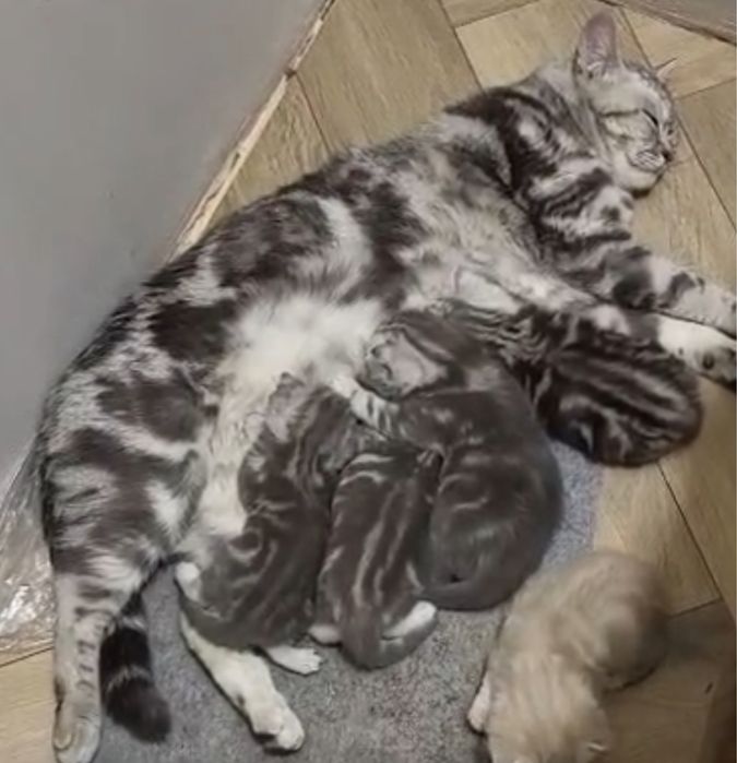 Продам шотландских  котят