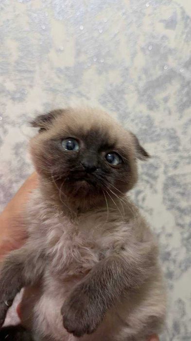 Продам Катенька с отенкам сиям