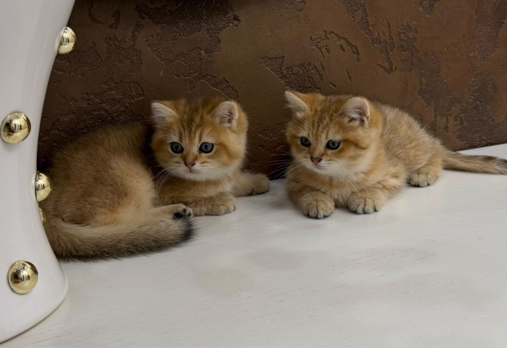 Золотистая Британская шиншилла