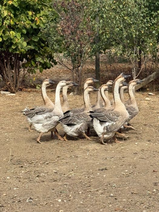 OFERTA!!! Gâscani și Gâște tinere chinezesti