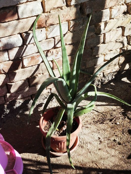 Алое Вера  - бижу от природата