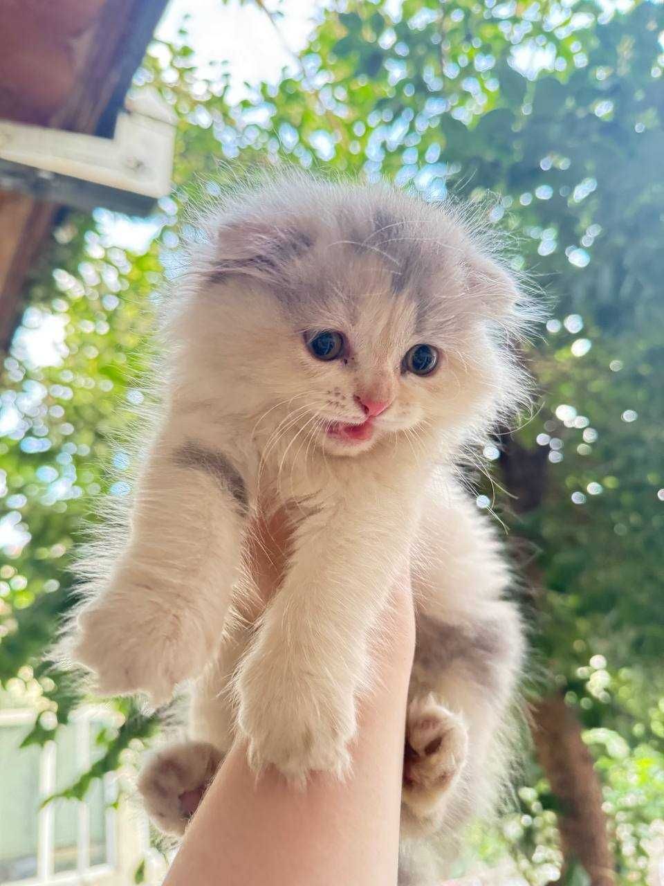 котята вислоухие скоттиш фолд