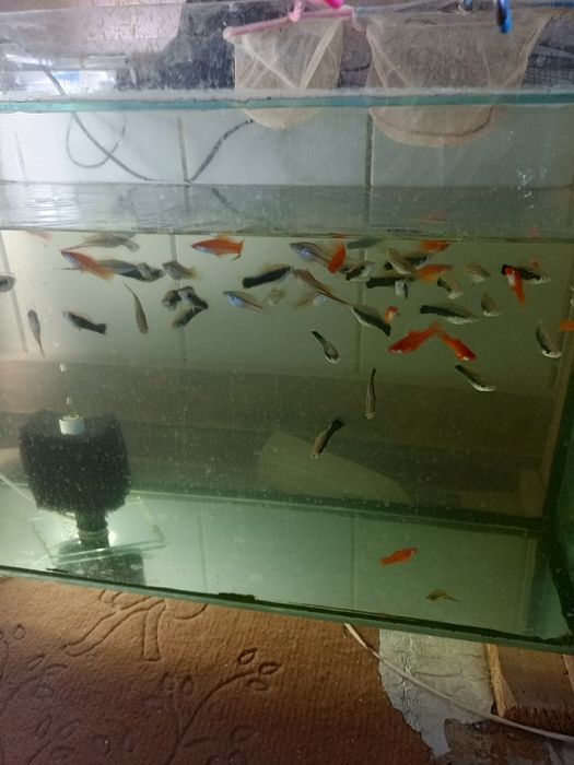 Продаются рыбки для аквариума
