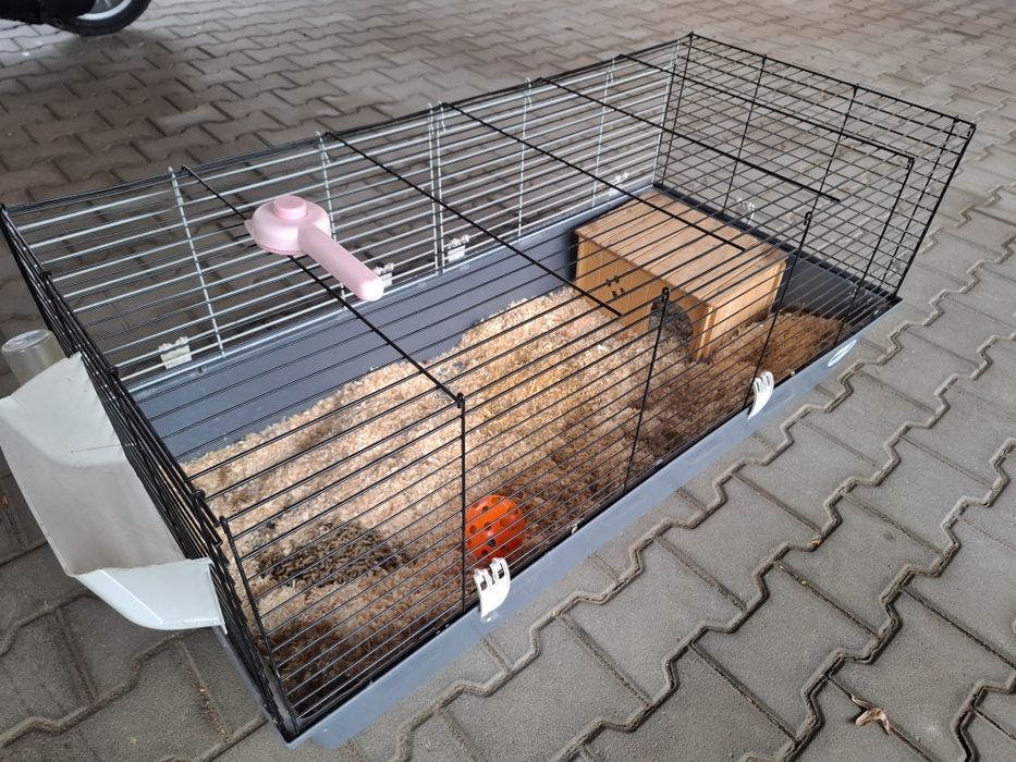 Vand cusca mare rozătoare/iepure