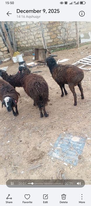 Тоқтылар сатылады