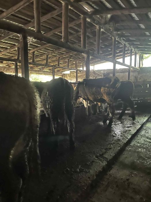 Vând 5 tăurași mari și frumoși .
