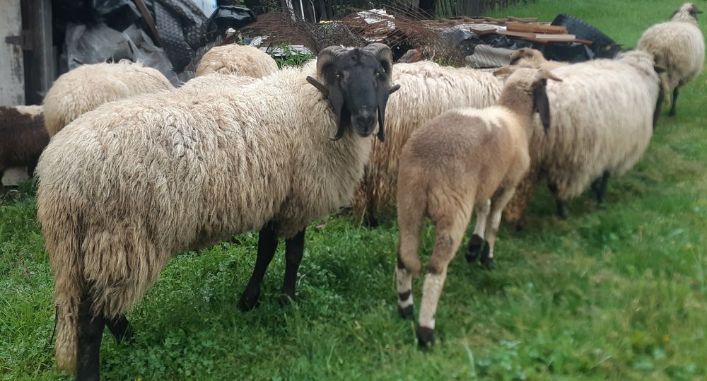 Oi carabase și țurcane